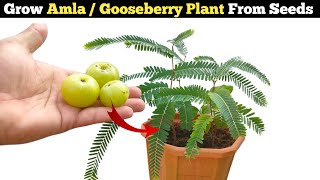 How to grow Amla  Gooseberry Plant From Seeds at home FULL UPDATE  English subtitles [upl. by Yltneb]