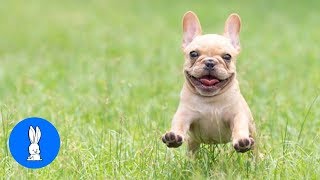 Funny French Bulldogs Compilation  TRY NOT TO LAUGH [upl. by Freddie]