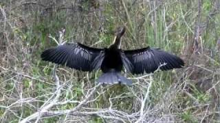 Shark Valley  Everglades  Florida  in Full Hd [upl. by Constanta]