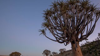 The Quiver Tree Forest Kenhardt Northern Cape  Timelaps [upl. by Ash]