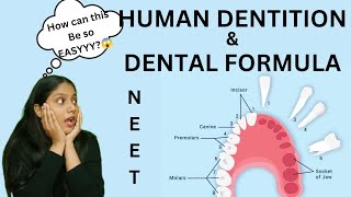 Human Dentition 🦷amp DENTAL FORMULA  Thecodont  diphyodont heterodont  NEET  humera [upl. by Alvar]