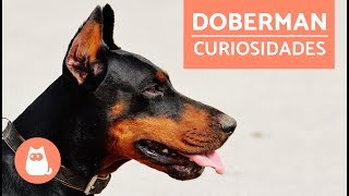 DOBERMAN pinscher  Características y adiestramiento [upl. by Atidnan446]