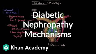 Diabetic nephropathy  Mechanisms  Endocrine system diseases  NCLEXRN  Khan Academy [upl. by Efthim]