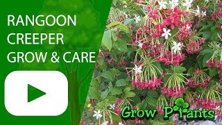 Rangoon creeper  grow amp care Combretum indicum [upl. by Belsky]