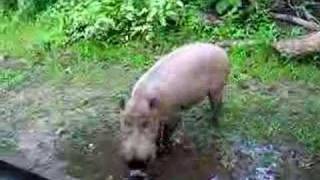 Bearded Pig in Borneo [upl. by Jeniece]