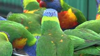 Rainbow Lorikeets wild and free in their native Australia [upl. by Atlas]