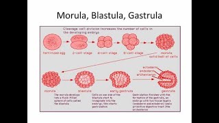 Difference between Blastula and Morula embryo division stages [upl. by Josefina]