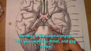 OT441 Neuro The Cranial Nerves Music Video [upl. by Thorlay13]