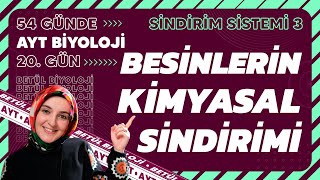 20 Besinlerin Kimyasal Sindirimi  Sindirim Sistemi  11 Sınıf  AYT Biyoloji Kampı 20 Gün [upl. by Kacey]