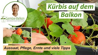 Kürbis 🎃 auf dem Balkon anbauen Anzucht 🌱 Umtopfen Triebe Pflege Düngen vom Samen bis zur Ernte [upl. by Yednil]