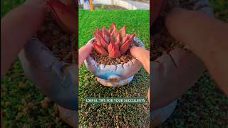 How to Actually Care for Your Succulents Tips amp Tricks [upl. by Jilleen]