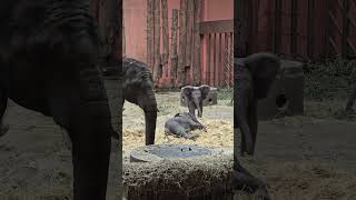 Baby elephants in Beeksebergen Baby elephants in Beeksebergen [upl. by Tiphany]