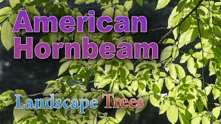 Will an American Hornbeam Tree Grow in Your Your Yard [upl. by Reinhardt]