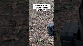 5 Pounds of Bird Seed in the Woods What will we catch on camera [upl. by Kingston]