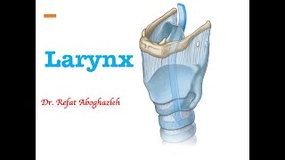 Anatomy of Larynx [upl. by Eanaj]