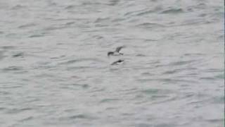 Manx Shearwater Isle of Man Dslr video [upl. by Eseerahs]