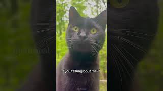 Cats on the farm🤣🤣 shortvideo cat mycatchannel funny petschannel yourcat catchannel yourpet [upl. by Ticon]