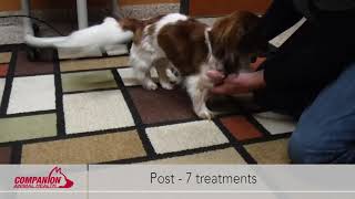 Miniature Dachshund with IVDD Responds Well to Laser Therapy [upl. by Capwell]