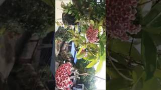 Hoya plant 🥰 flowers gardenflowers garden plants hoyaplant shorts kerala india [upl. by Monjan]