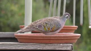 Common Bronzewing [upl. by Elohcim292]