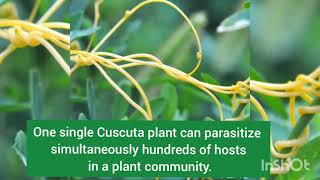 Cuscuta facts  dodder facts  अमरबेल [upl. by Nueoras594]