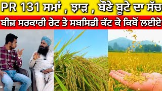 PR 131 Paddy Variety ਬੌਣੇ ਬੂਟੇ ਦੀ ਸਮੱਸਿਆ ਦਾ ਅਸਲ ਸੱਚ [upl. by Rebekkah534]