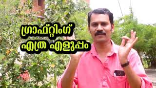 Grafting in hibiscus malayalam [upl. by Ninnetta]