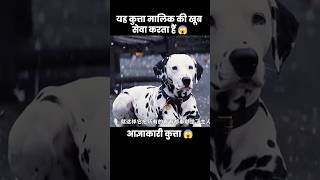 ये दुनिया का सबसे आज्ञाकारी कुत्ता हैं 😱  short dog movie recap [upl. by Asilim]