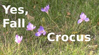 Crocus speciosa Fall Crocus [upl. by Zanas]