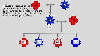 EX BRASSAGE FLEURS 2° version [upl. by Nimad]