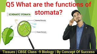 Q5 What are the functions of stomata  Tissues  CBSE Class 9 Biology  BY Concept Of Success [upl. by Tunnell74]