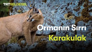 Ormanın Sırrı Karakulak  TRT Belgesel [upl. by Ainex]