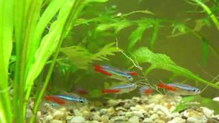 DiamantkopfNeontetra  Neonsalmler  Neontetra Paracheirodon innesi [upl. by Dittman]