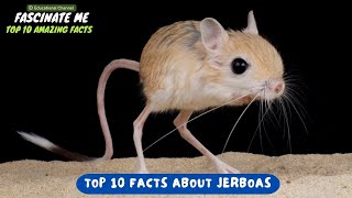 Top 10 most interesting and fascinating facts about JERBOAS [upl. by Anawqahs]