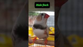 Male zebra finch  Finch bird  zebrafinch finch youtubeshorts shorts birds nature [upl. by Annorah133]