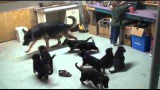 Chiots berger Allemand  Bonne fêtes [upl. by Ervin]