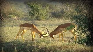 Antelopes fight  Pelea de Antílopes [upl. by Nelle]