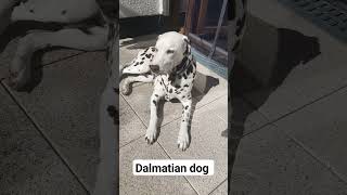 Our cute Dalmatian dog Hope sunbathing dalmatians dalmatiner reutlingen [upl. by Cooperstein]