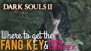 Where to get the Fang Key to Free Ornifex Dark Souls 2 Scholar of the First Sin [upl. by Mather]