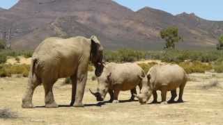 Rhinos and Elephant Aquila Game Reserve [upl. by Eimam569]