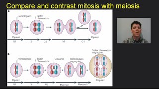 Mitosis Meiosis amp Cancer  Mr Pauller [upl. by Shaughn789]