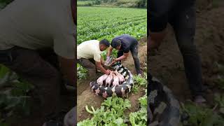 The python was about to swallow the puppies luckily two men stopped it in time [upl. by Lumpkin]