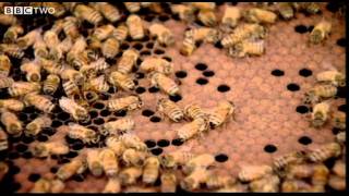 Behind the Beehive  The Code  Episode 2  BBC Two [upl. by Goebel868]