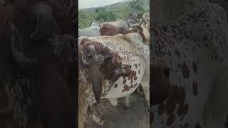 Australian cows stand to drink watercowsaustralian water thardesert rajasthan viralshort [upl. by Nnylsaj30]