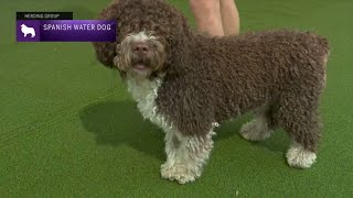 Spanish Water Dogs  Breed Judging 2023 [upl. by Clotilda705]