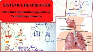 ADMITERE MEDICINA SISTEMUL RESPIRATOR 1 Structura sistemului respirator si Ventilatia pulmonara [upl. by Cartwell]