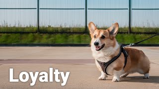 Mighty Corgis The Smallest Dogs With the Biggest Hearts [upl. by Garek220]