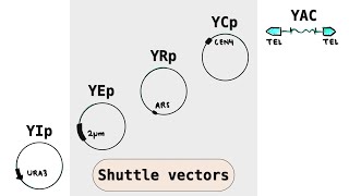 Yeast cloning vectors  YIp YEp YRp YCp YACs  Shuttle plasmid vectors [upl. by Xenos]