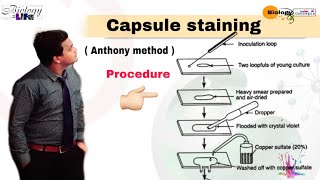 Anthonys staining method for capsule staining ll Hindi tutorial ll Biology [upl. by Raynard]