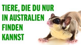 TIERE DIE DU NUR IN AUSTRALIEN FINDEN KANNST  Tierwelt [upl. by Aihcsrop]